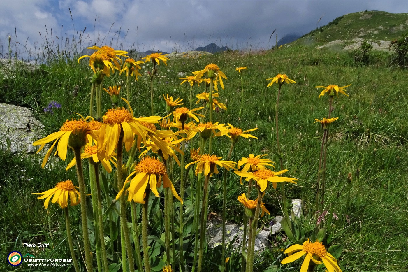 85 Arnica montana.JPG